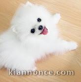 Chiots Spitz Nain Magnifique