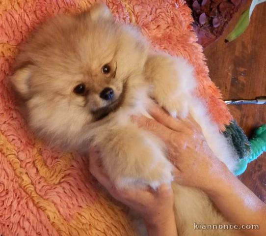 Magnifiques Chiots Spitz Nain Poméranien Pure Race, Très Haute Li