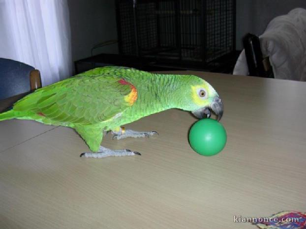 Perroquet Amazon a front bleu