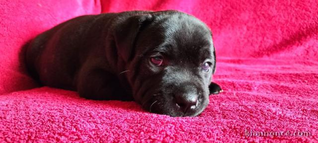 Adorables petit chiots terriers à adopter très magnifiques 