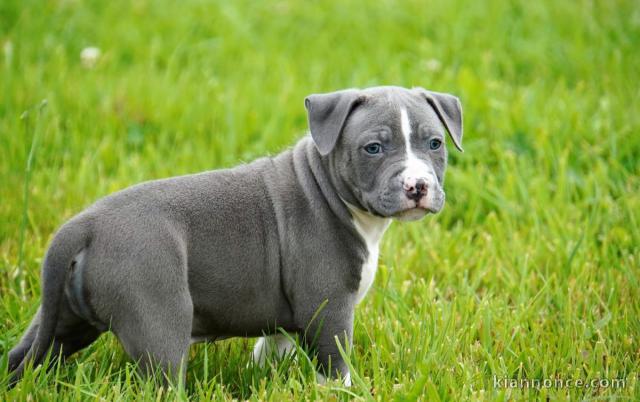Chiot american staffordshire terrier