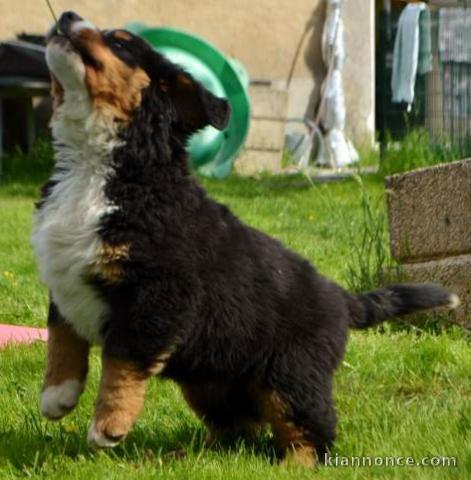 chiot bouvier bernois a donner