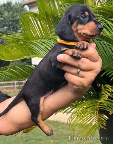 Chiot chihuahua  a donner