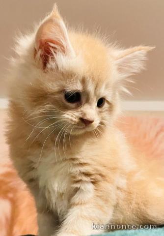 Chatons Maine coon a donner