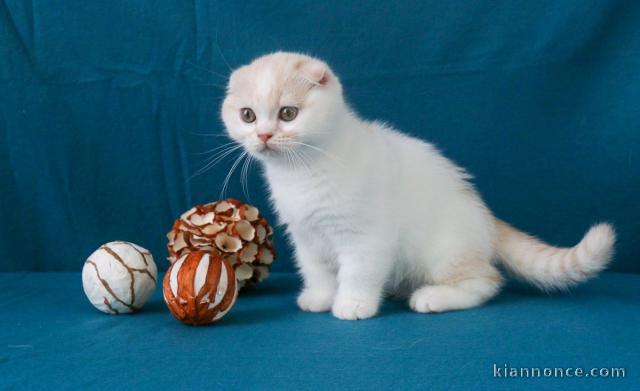 chaton Highland Fold a donner