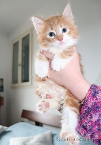 chaton Norvégien a donner