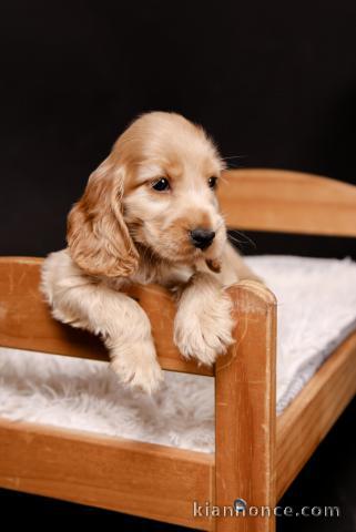 Cocker anglais chiots à vendre
