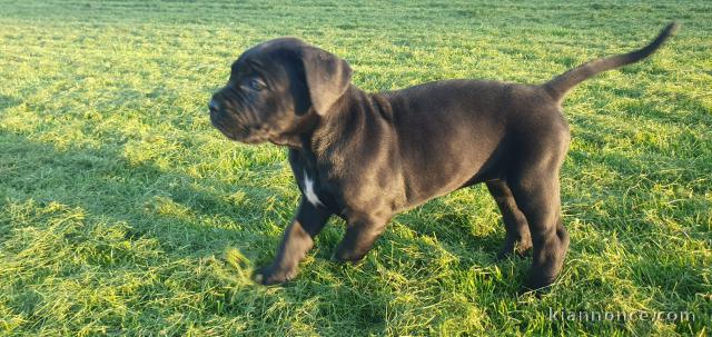 chiots cane corso à réserver 