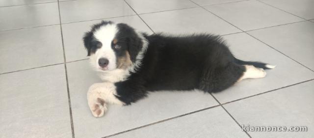 Magnifique BERGER AUSTRALIEN