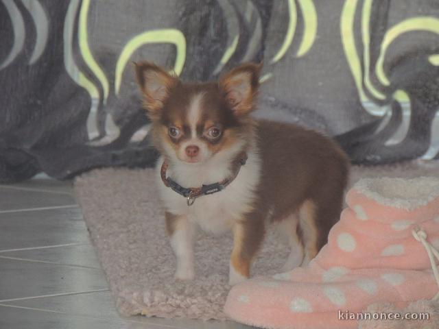 chiot chihuahua femelle age de 4 mois