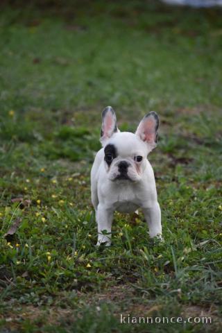 Bulldog français chiots à vendre