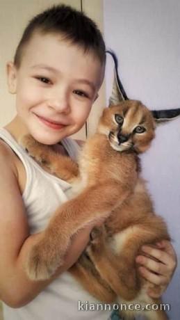 des chatons caracal  , Serval et savannah F1 disponible