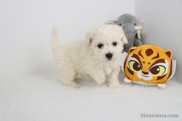 magnifique chiots bichon frise log disponible 