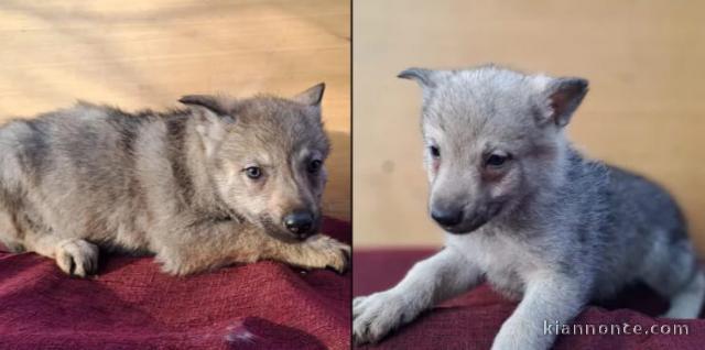 Chien-loup tchécoslovaque chiots