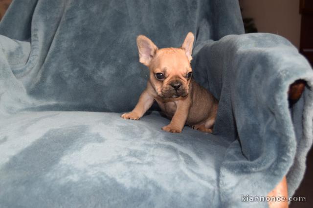 Chiot bouledogue français rouge fauve