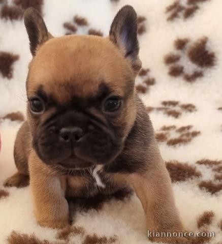 Chiot bouledogue français rouge fauve