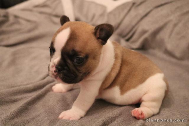 Chiot bouledogue français rouge fauve