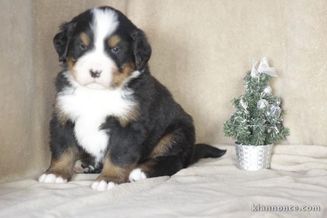 Donnes chiot bouvier bernois femelle