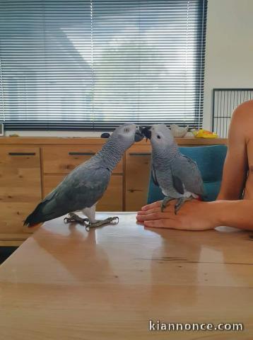  Perroquet gris du Gabon a donner