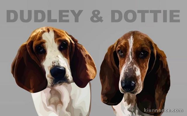 Bassets enregistrés Kc