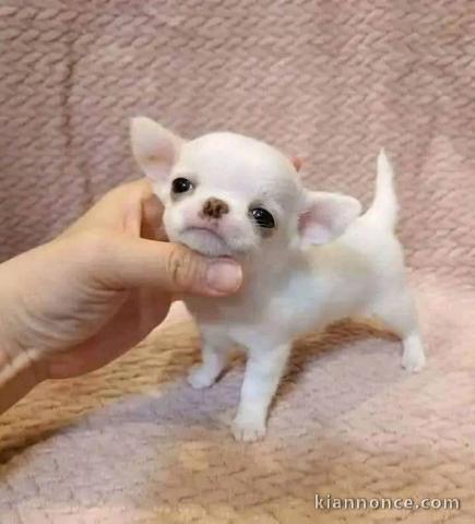 Chiot chihuahua mâle à donner contre bon soin 
