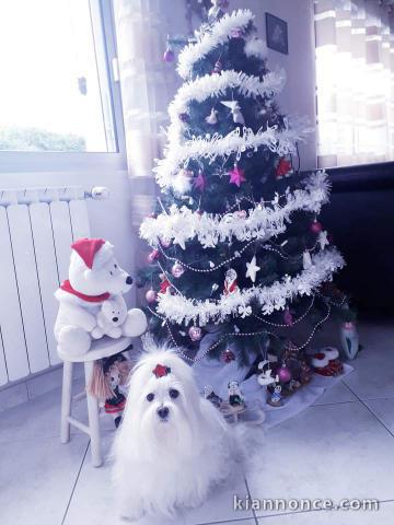 A donner pour Noël chien bichon 