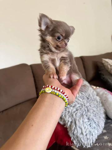 Chiot chihuahua mâle a donner 
