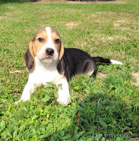 Chiot beagle disponibles 