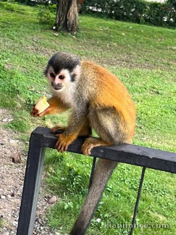 Dons singe capucin disponibles 