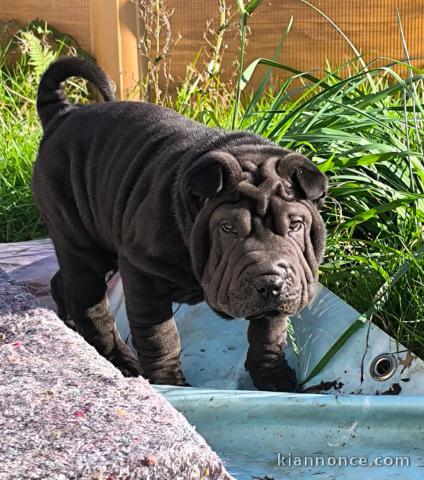 Chiot shar pei mâle à donner 