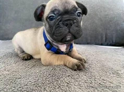 Chiot bouledogue français a donner 