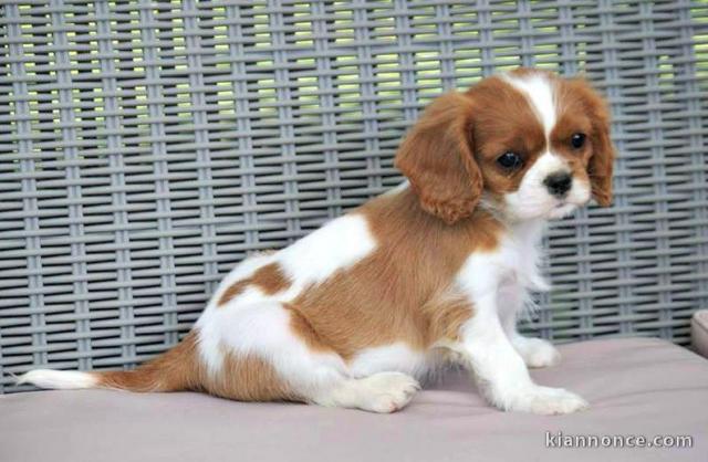 Chiot cavalier king Charles