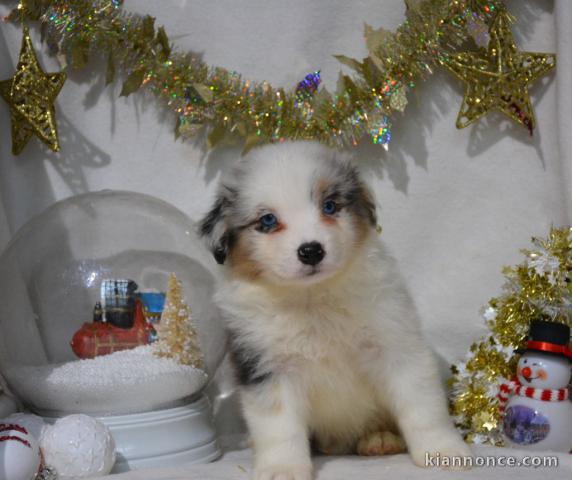 Adoption Chiot berger australien lof 