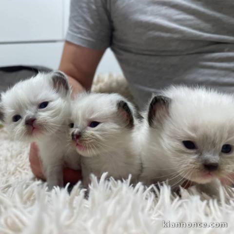 Magnifique chatons Ragdoll LOOF 