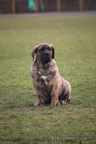 Chiots de race Dogo Canario