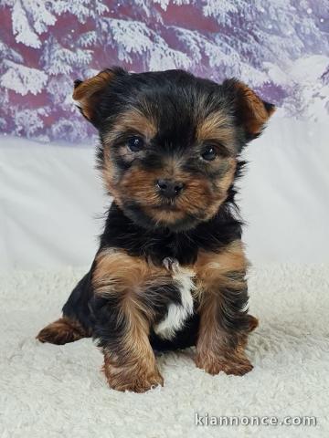 Chiot a donne déjà disponible 