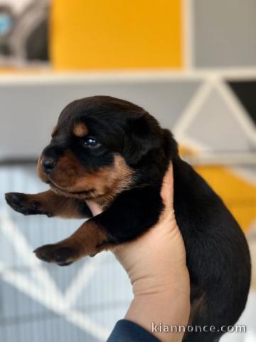 Adorable chiot Rottweiler femelle a donner 