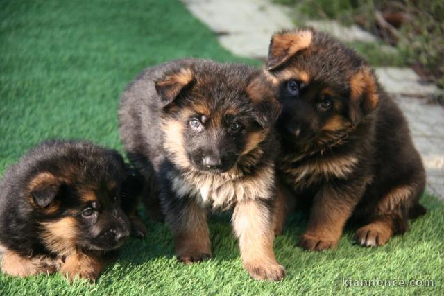 Je donner chiot berger allemand mâle et femelle 