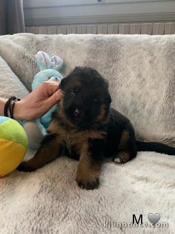 Adoption chiot berger allemand 