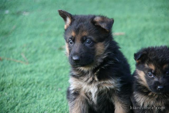 Chiot berger allemand mâle disponible 