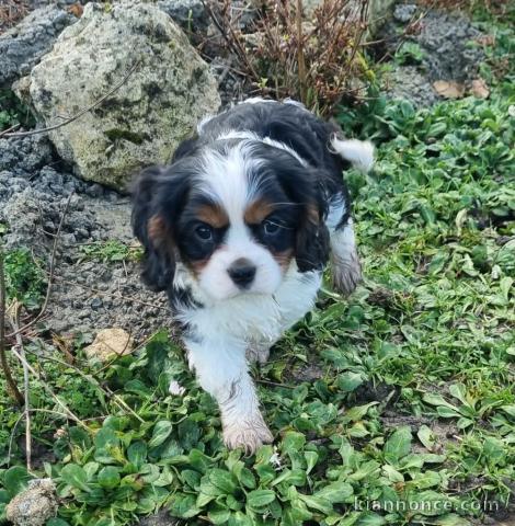 Chiot cavalier King Charles dispo pour adoption 
