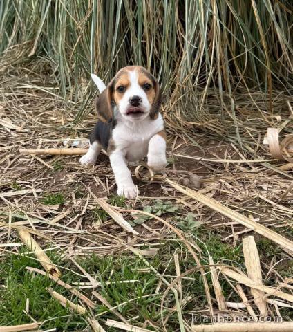 Adorable chiot beagle disponible 