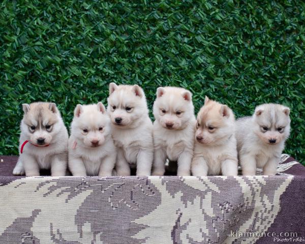 Chiots Husky de Sibérie