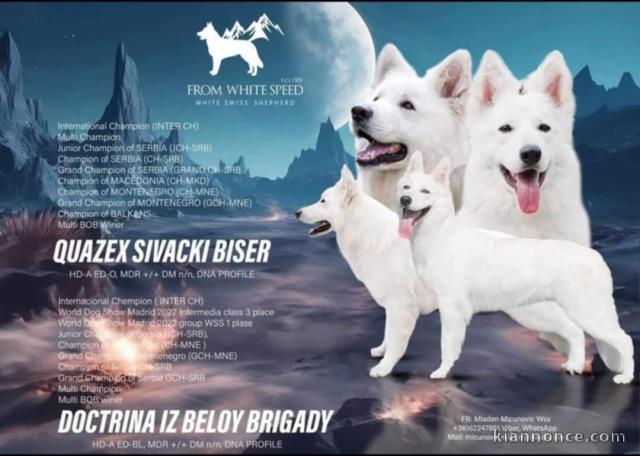 Chiots de Berger Blanc Suisse