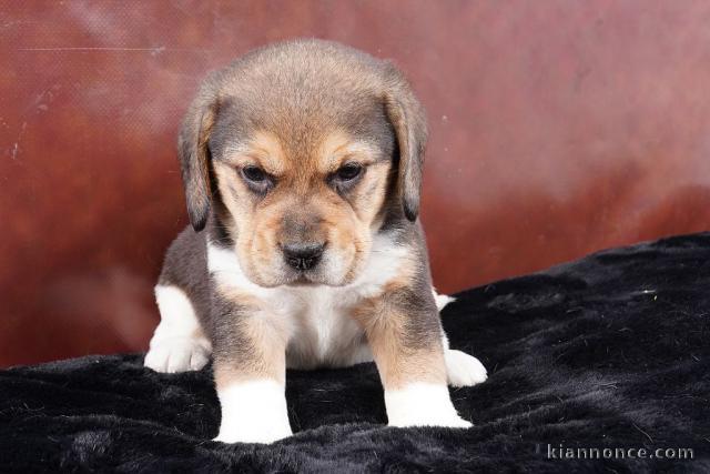 chiot beagle à donner 
