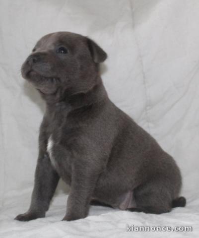 Adoption chiot staffie Aux Bleu à donner 