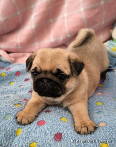 Chiot carlin disponible 