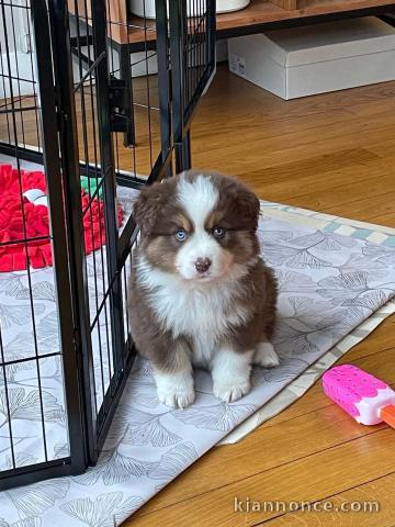 chiot bichon maltais mâle à adopter 