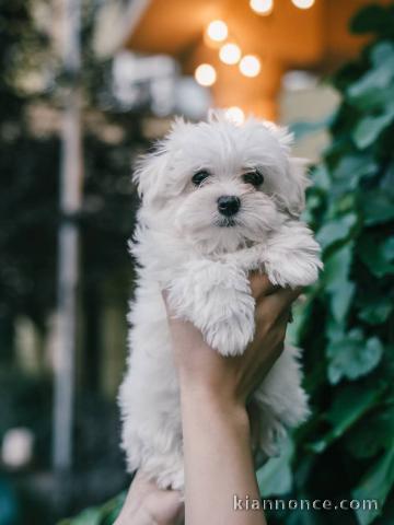 chiot bichon maltais à adopter 