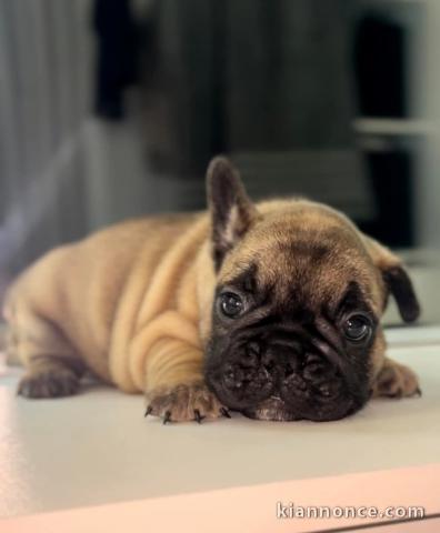 Adoption chiot bouledogue français 